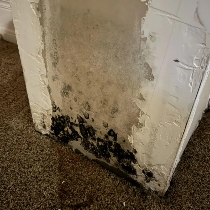 Professional Mold Removal in Sioux Falls, SD